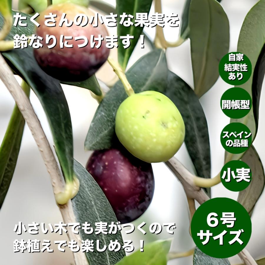 小倉園 オリーブ・アルベキーナ 6号鉢 オリーブの木 鉢植え 庭木 小倉園 オリーブ・アルベキーナ 6号鉢 オリーブの木 鉢植え 庭木
