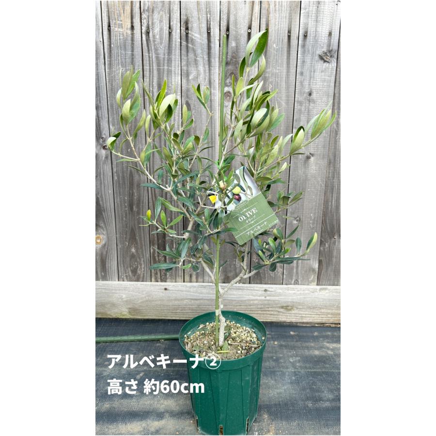 小倉園 オリーブ・アルベキーナ 6号鉢 オリーブの木 鉢植え 庭木 小倉園 オリーブ・アルベキーナ 6号鉢 オリーブの木 鉢植え 庭木
