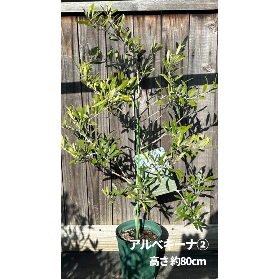 小倉園 オリーブ・アルベキーナ 6号鉢 オリーブの木 鉢植え 庭木 希少