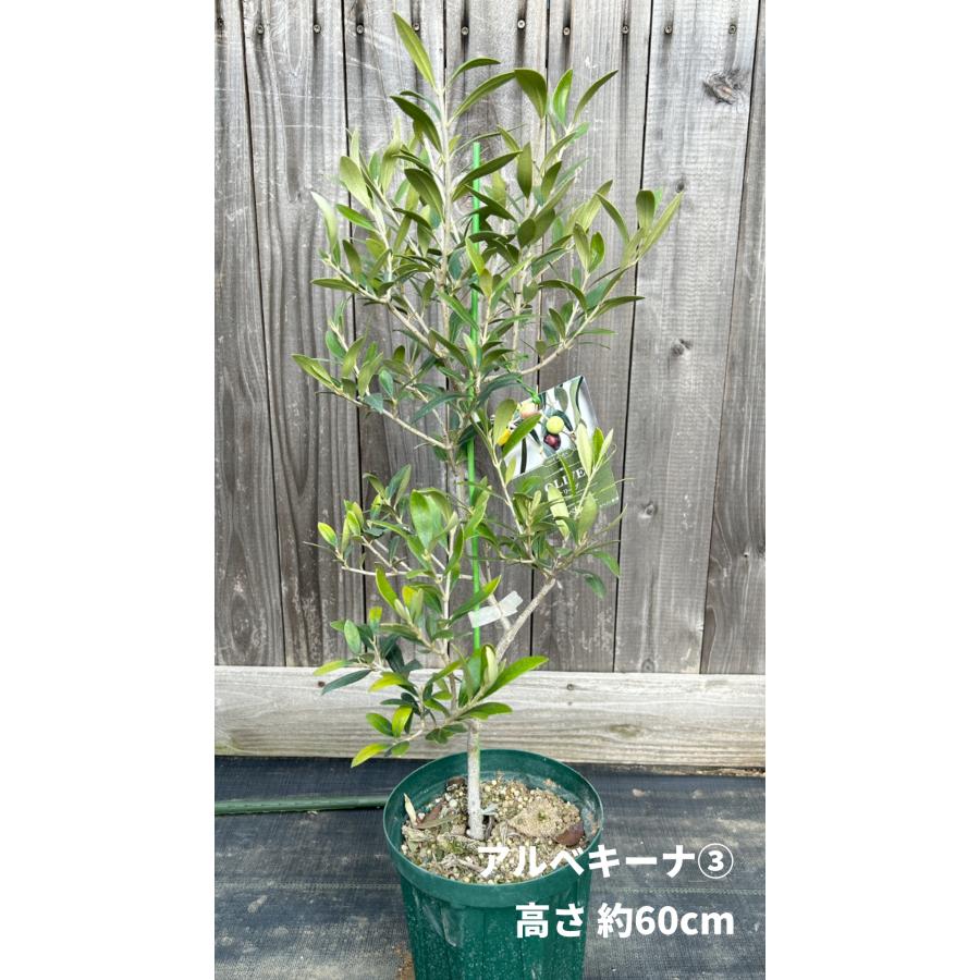 小倉園 オリーブ・アルベキーナ 6号鉢 オリーブの木 鉢植え 庭木 小倉園 オリーブ・アルベキーナ 6号鉢 オリーブの木 鉢植え 庭木