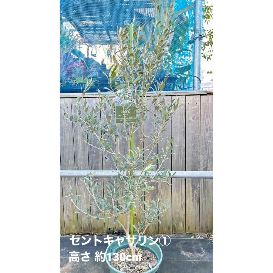 小倉園　オリーブ・セントキャサリン　8号鉢　オリーブの木　鉢植え　庭木　希少　現品発送　シンボルツリー　レア　オリジナル　銀葉　美しい