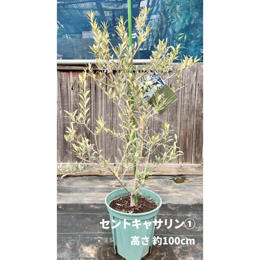 オリーブの木 セントキャサリン 8号 約140cm K-321 希少 現品掲載