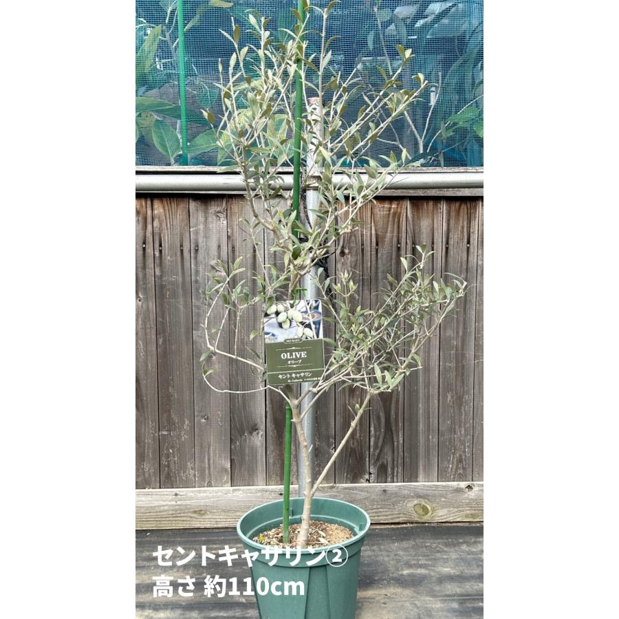 小倉園 オリーブ・セントキャサリン 8号鉢 オリーブの木 鉢植え 小倉園 オリーブ・セントキャサリン 8号鉢 オリーブの木 鉢植え