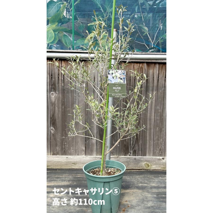 小倉園 オリーブ・セントキャサリン 8号鉢 オリーブの木 鉢植え 小倉園 オリーブ・セントキャサリン 8号鉢 オリーブの木 鉢植え