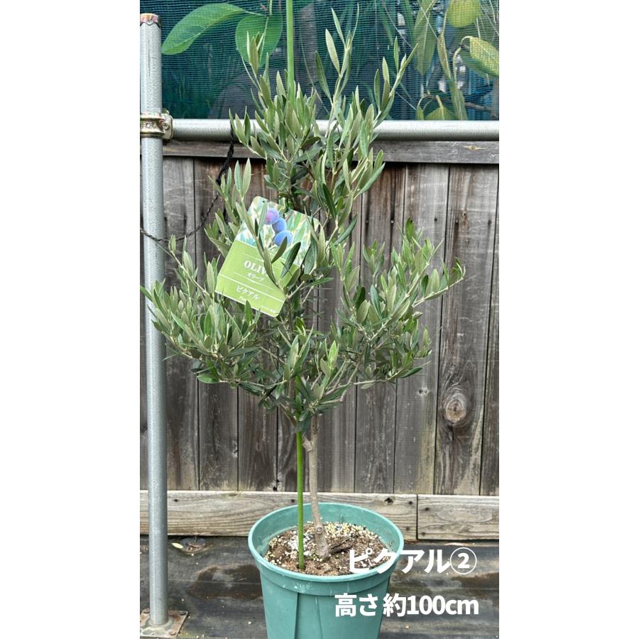 小倉園 オリーブ・ピクアル 8号鉢 オリーブの木 鉢植え 庭木 希少 現品