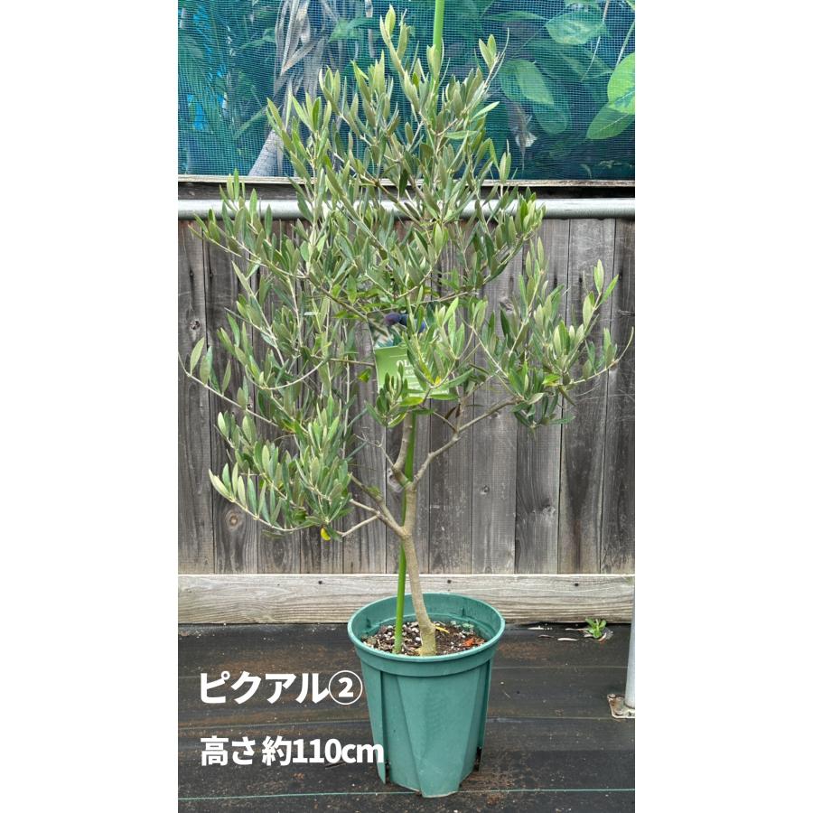小倉園 オリーブ・ピクアル 8号鉢 オリーブの木 鉢植え 庭木 希少 現品