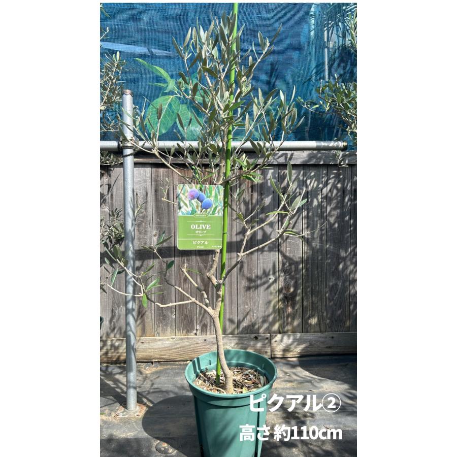 小倉園 オリーブ・ピクアル 8号鉢 オリーブの木 鉢植え 庭木 希少 現品