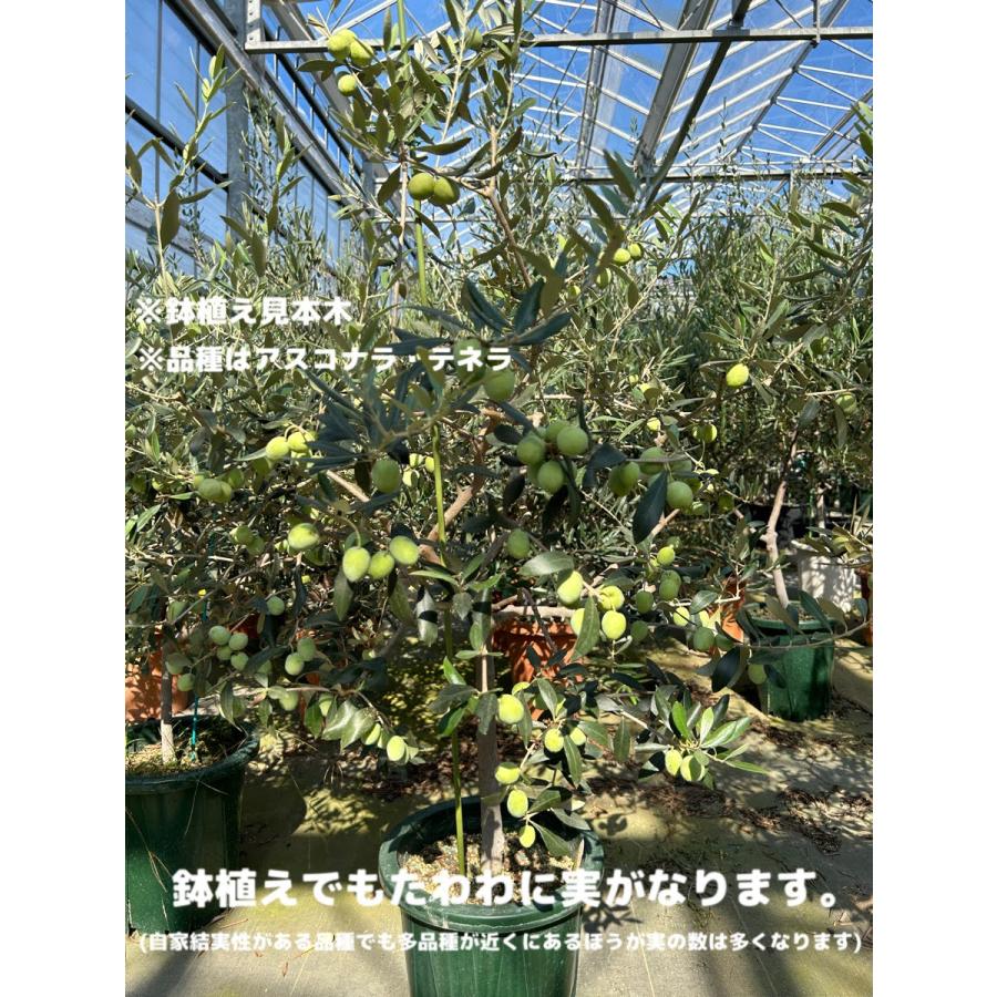 小倉園 オリーブ・ピクアル 8号鉢 オリーブの木 鉢植え 庭木 小倉園 オリーブ・ピクアル 8号鉢 オリーブの木 鉢植え 庭木