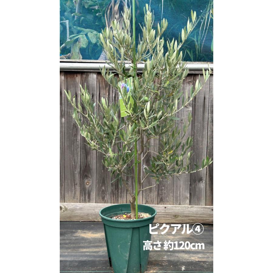 小倉園 オリーブ・ピクアル 8号鉢 オリーブの木 鉢植え 庭木 希少 現品