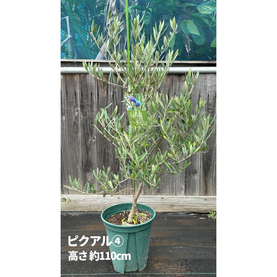 小倉園 オリーブ・ピクアル 8号鉢 オリーブの木 鉢植え 庭木 希少 現品