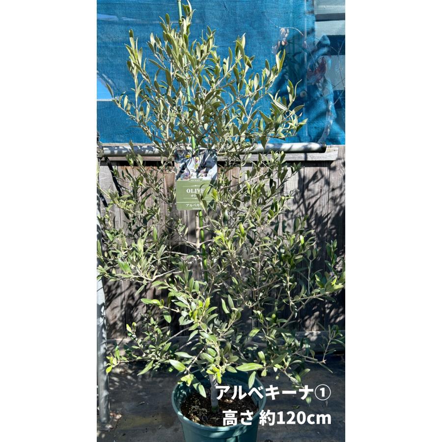 小倉園 オリーブ・アルベキーナ 8号鉢 オリーブの木 鉢植え 庭木 小倉園 オリーブ・アルベキーナ 8号鉢 オリーブの木 鉢植え 庭木