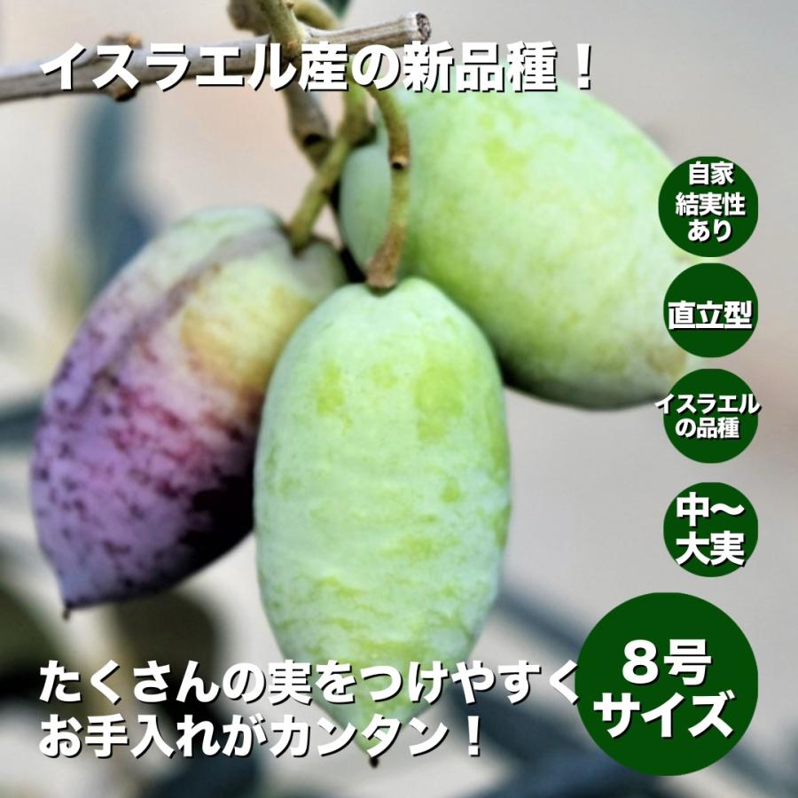 小倉園 オリーブ・バルネア 8号鉢 オリーブの木 鉢植え 庭木 希少 現品