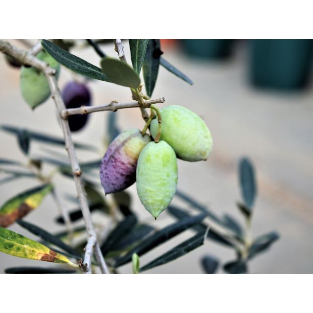 小倉園 オリーブ・バルネア 8号鉢 オリーブの木 鉢植え 庭木 希少 現品