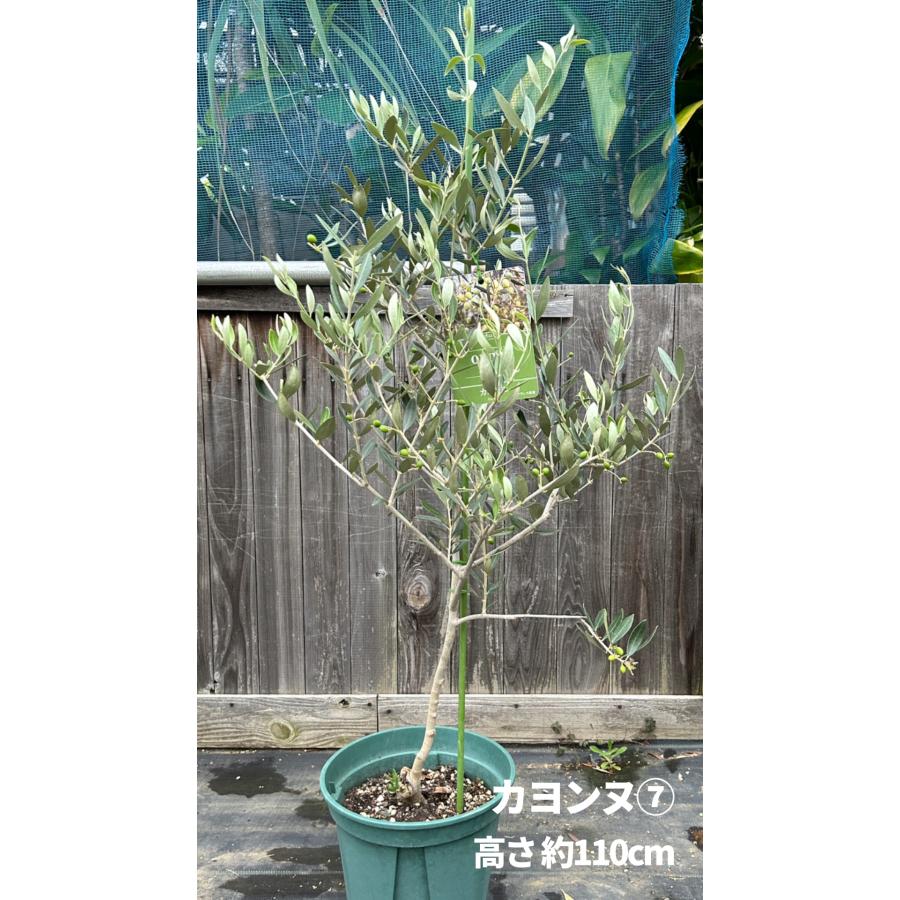 小倉園 オリーブ・カヨンヌ 8号鉢 オリーブの木 鉢植え 庭木 希少 現品