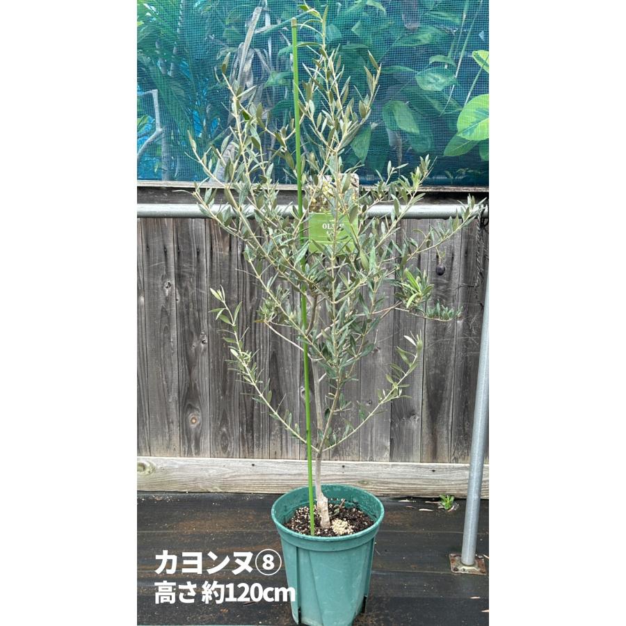 小倉園 オリーブ・カヨンヌ 8号鉢 オリーブの木 鉢植え 庭木 希少 現品