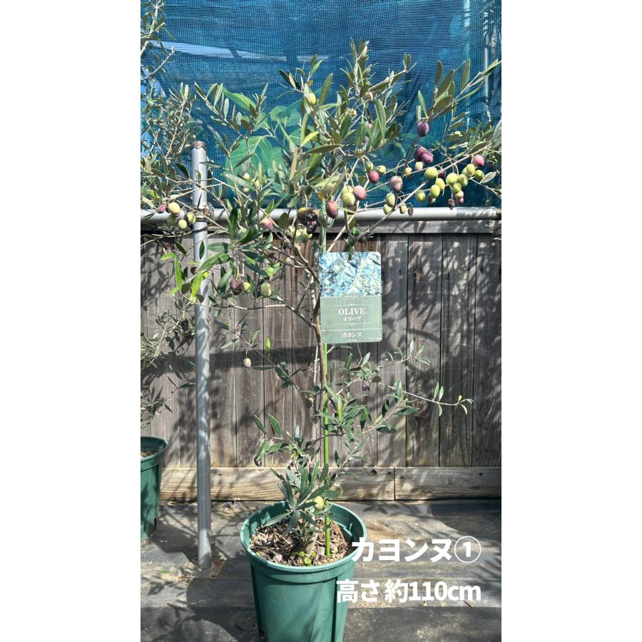小倉園 オリーブ・カヨンヌ 8号鉢 オリーブの木 鉢植え 庭木 希少 現品