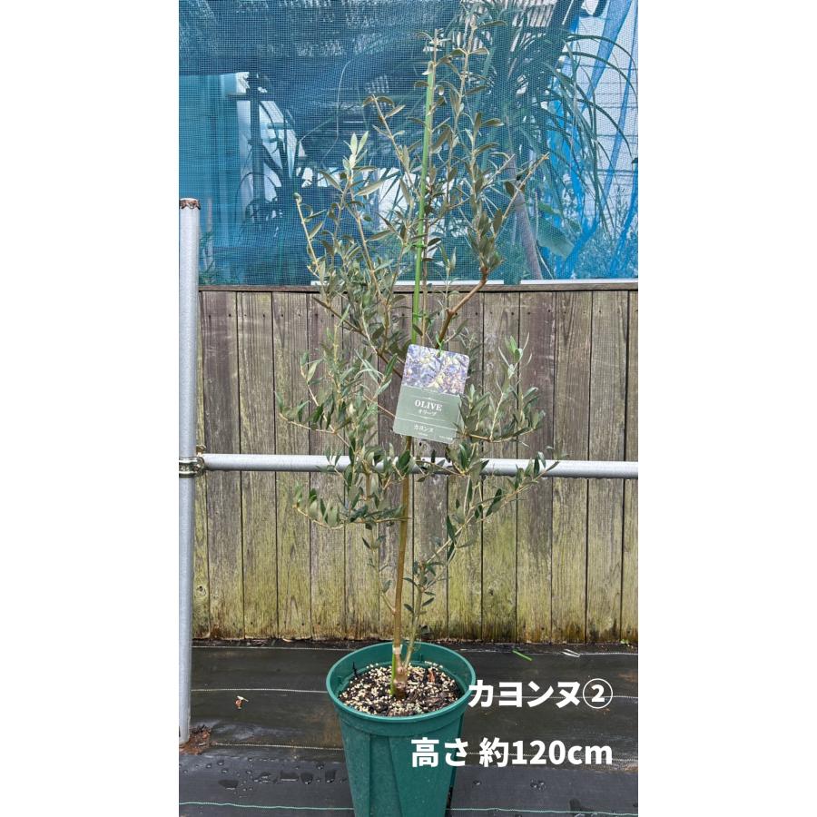 小倉園 オリーブ・カヨンヌ 8号鉢 オリーブの木 鉢植え 庭木