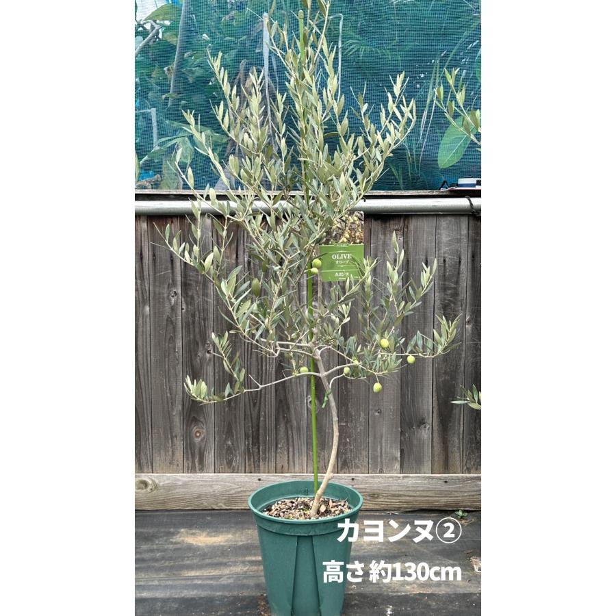 小倉園 オリーブ・カヨンヌ 8号鉢 オリーブの木 鉢植え 庭木 希少 現品