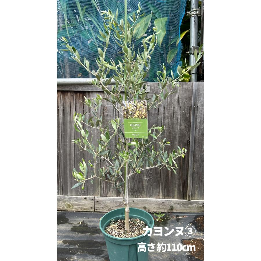 小倉園 オリーブ・カヨンヌ 8号鉢 オリーブの木 鉢植え 庭木 希少 現品