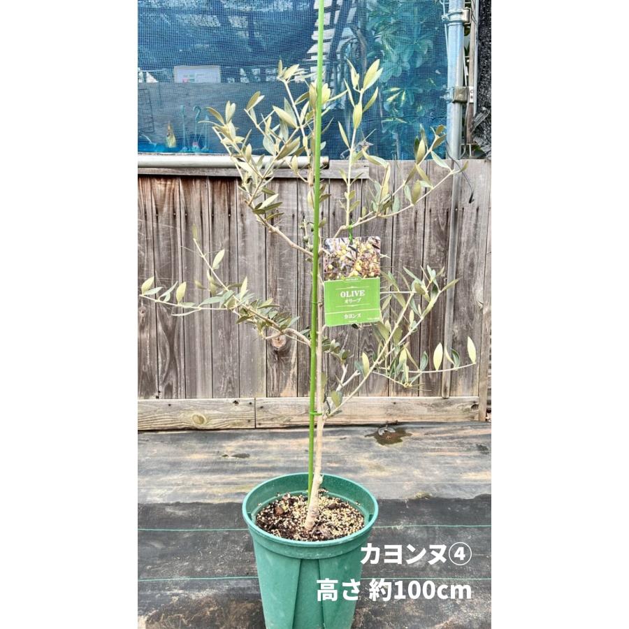 小倉園 オリーブ・カヨンヌ 8号鉢 オリーブの木 鉢植え 庭木 希少 現品