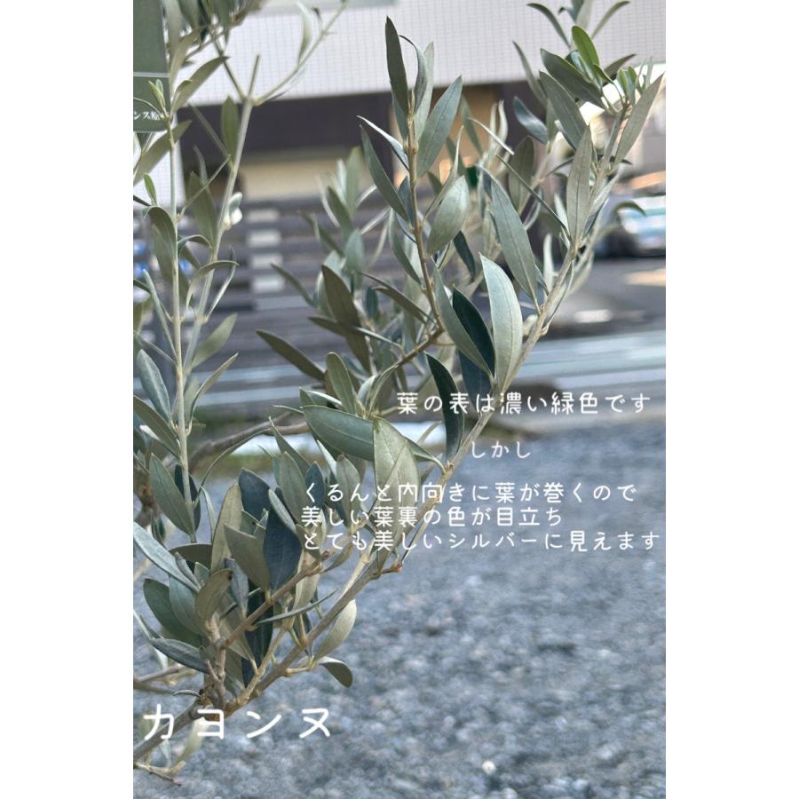 小倉園 オリーブ・カヨンヌ 8号鉢 オリーブの木 鉢植え 庭木 希少 現品発送 シンボルツリー レア オリジナル 人気|greenjamfoliageplant|04