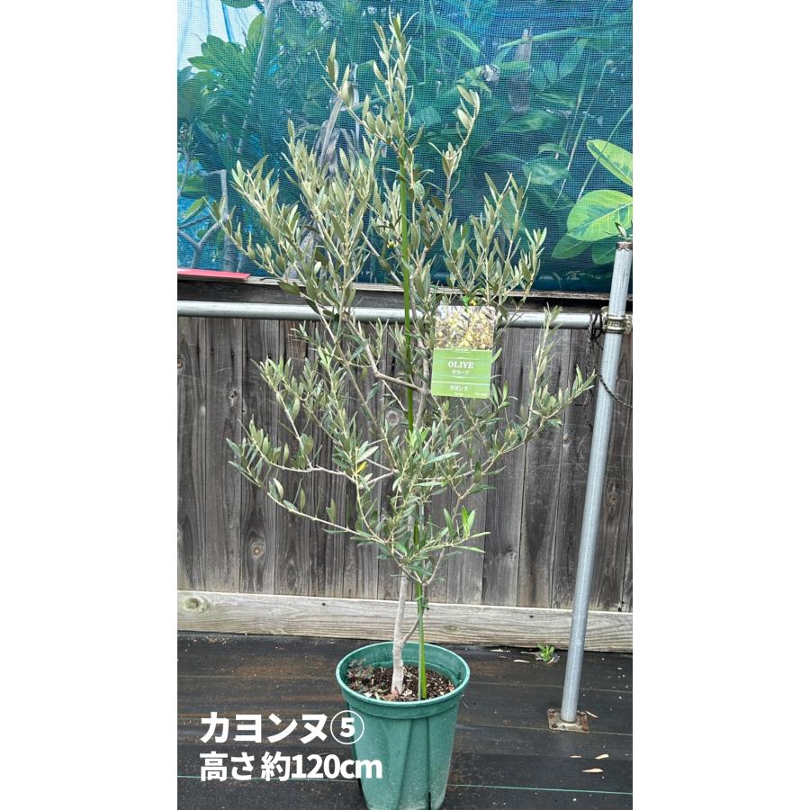 小倉園 オリーブ・カヨンヌ 8号鉢 オリーブの木 鉢植え 庭木 希少 現品