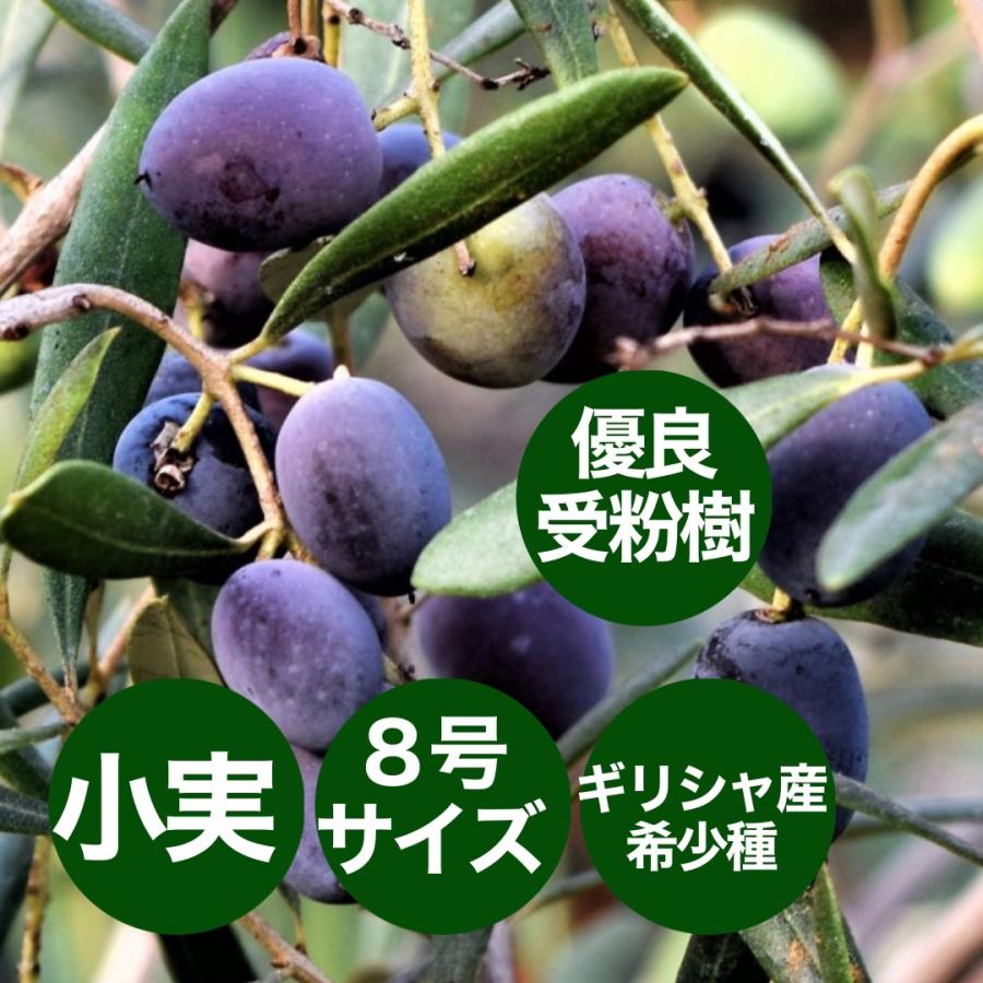 小倉園 オリーブ・エルグレコ 8号鉢 オリーブの木 鉢植え 庭木 希少