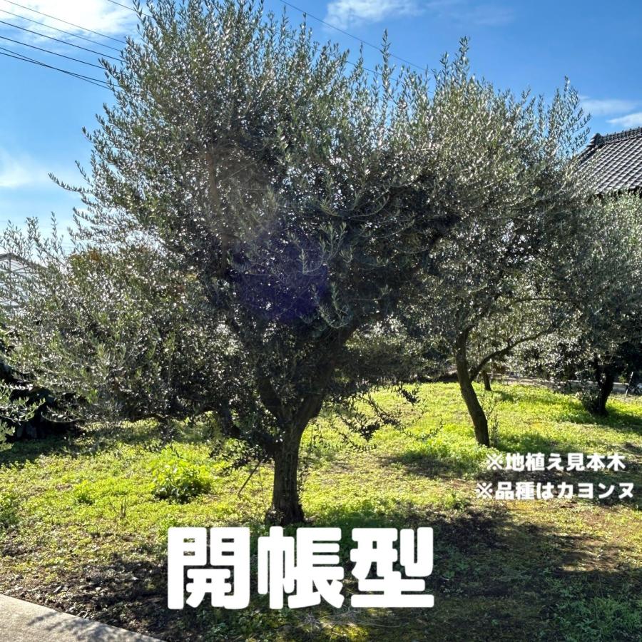 小倉園 オリーブ・エルグレコ 8号鉢 オリーブの木 鉢植え 庭木