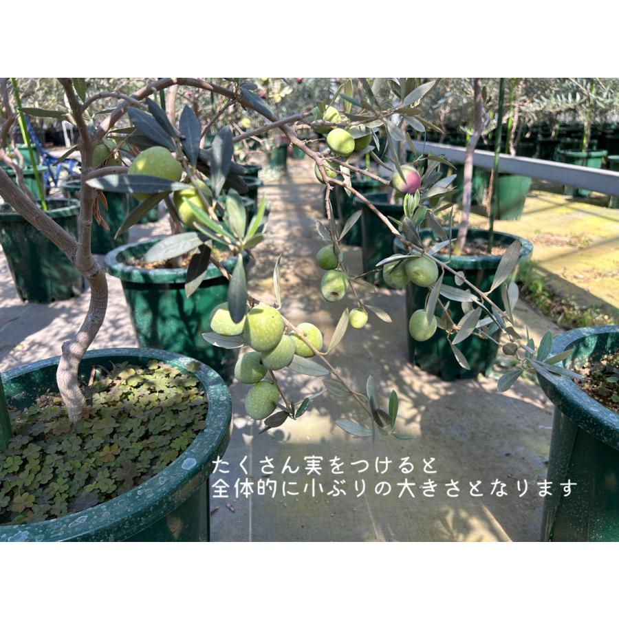 小倉園 オリーブ・バロウニ 8号鉢 オリーブの木 鉢植え 庭木 小倉園 オリーブ・バロウニ 8号鉢 オリーブの木 鉢植え 庭木