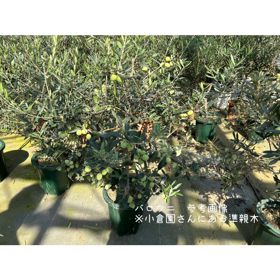 小倉園 オリーブ・バロウニ 8号鉢 オリーブの木 鉢植え 庭木 小倉園 オリーブ・バロウニ 8号鉢 オリーブの木 鉢植え 庭木