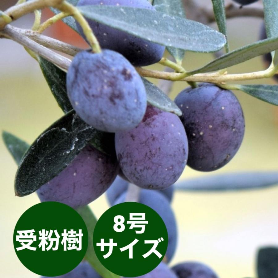 小倉園 オリーブ・アレクッゾ 8号鉢 オリーブの木 鉢植え 庭木 希少