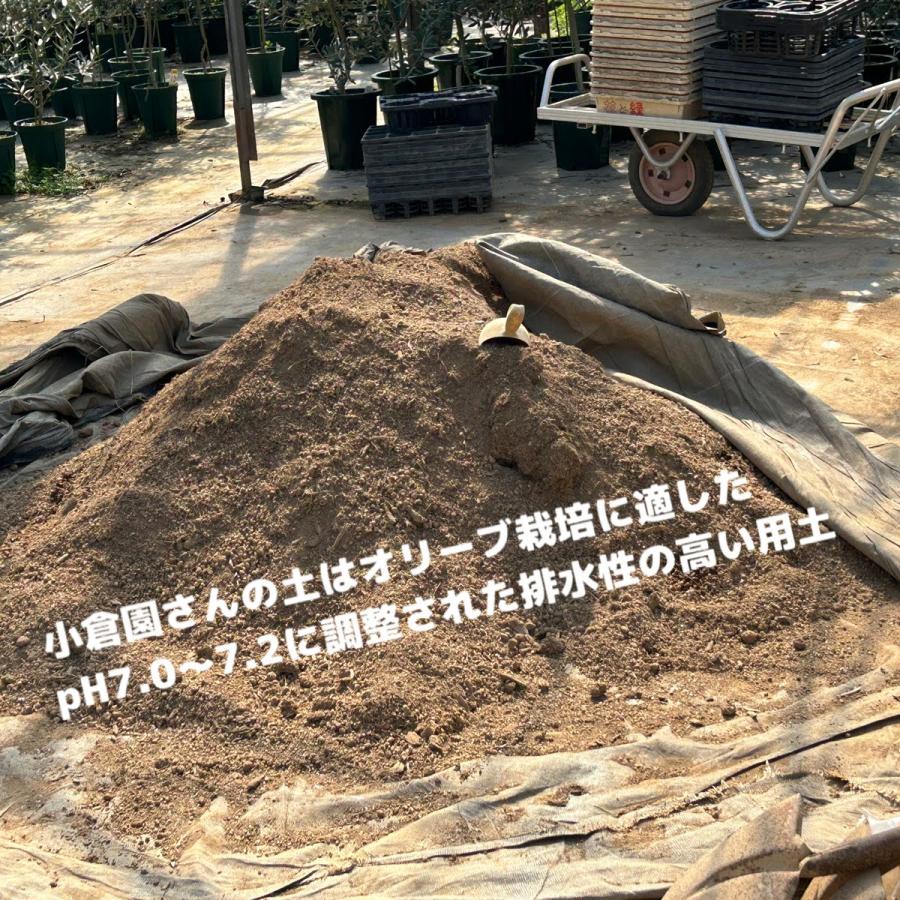 小倉園 オリーブ・モライオロ 8号鉢 オリーブの木 鉢植え 庭木 希少