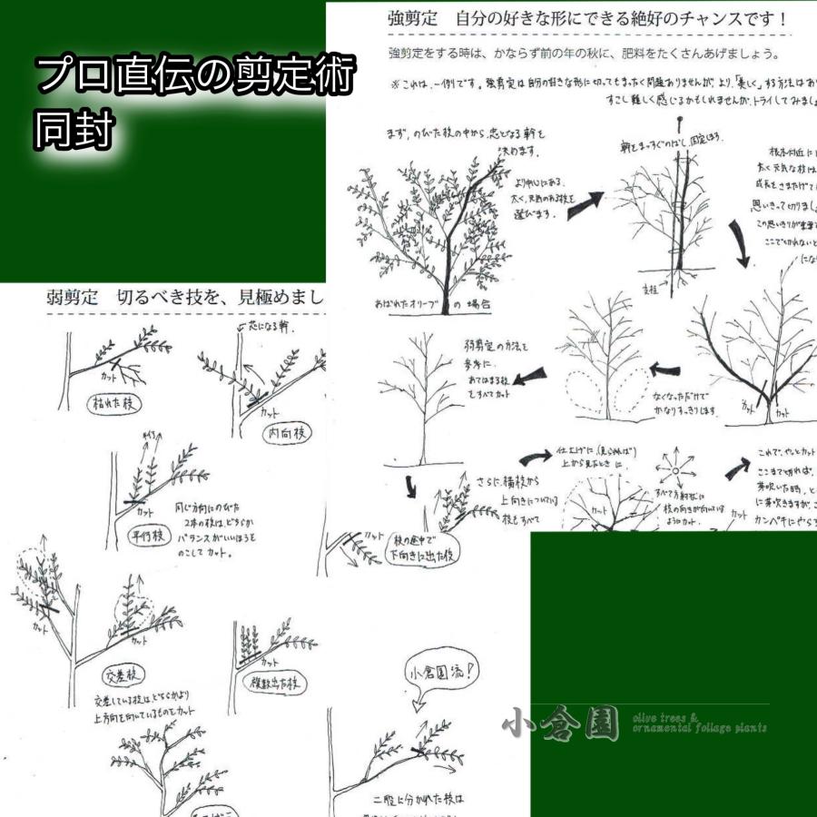小倉園 オリーブ・モライオロ 8号鉢 オリーブの木 鉢植え 庭木 希少