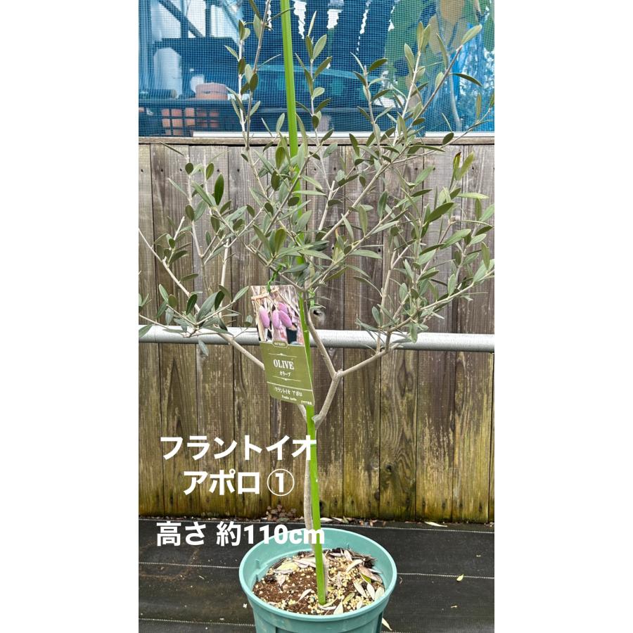 小倉園 オリーブ・フラントイオ アポロ 8号鉢 庭木 オリーブの木 小倉園 オリーブ・フラントイオ アポロ 8号鉢 庭木 オリーブの木