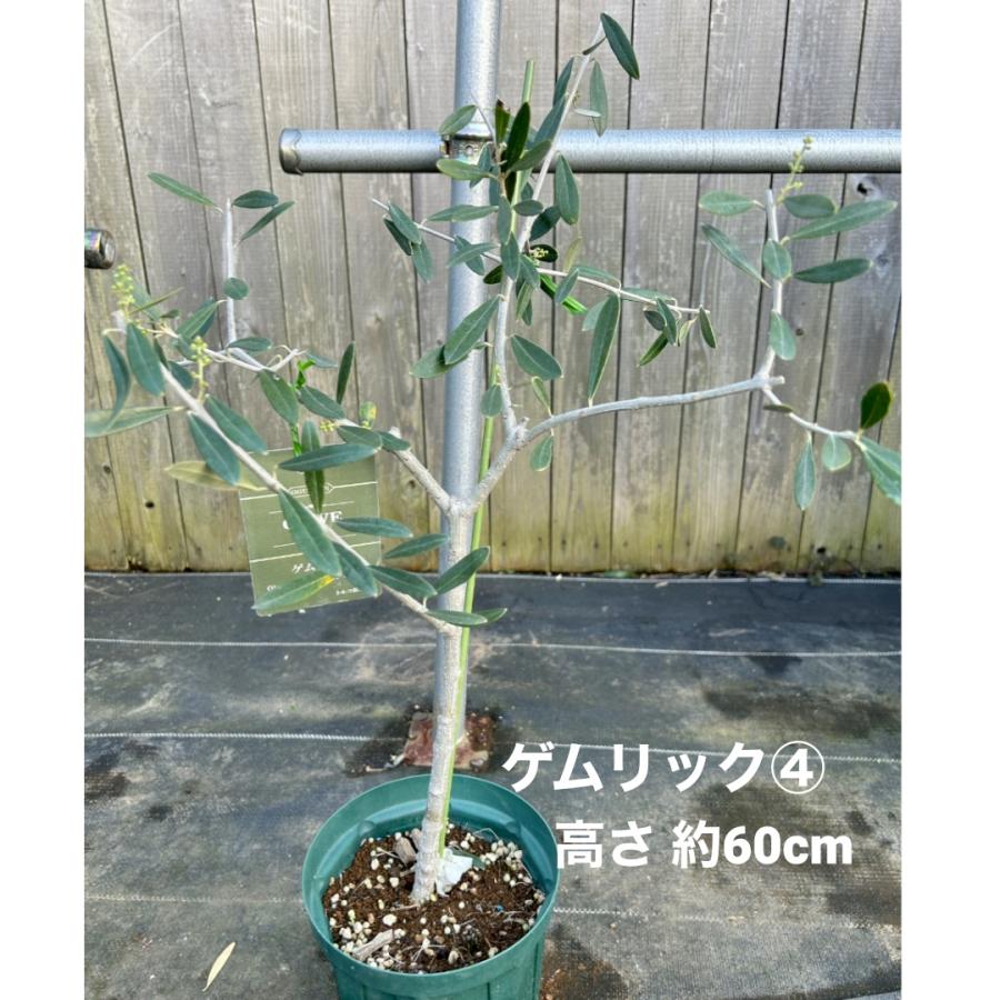 小倉園 オリーブ・ゲムリック 6号鉢 オリーブの木 鉢植え 庭木 小倉園 オリーブ・ゲムリック 6号鉢 オリーブの木 鉢植え 庭木