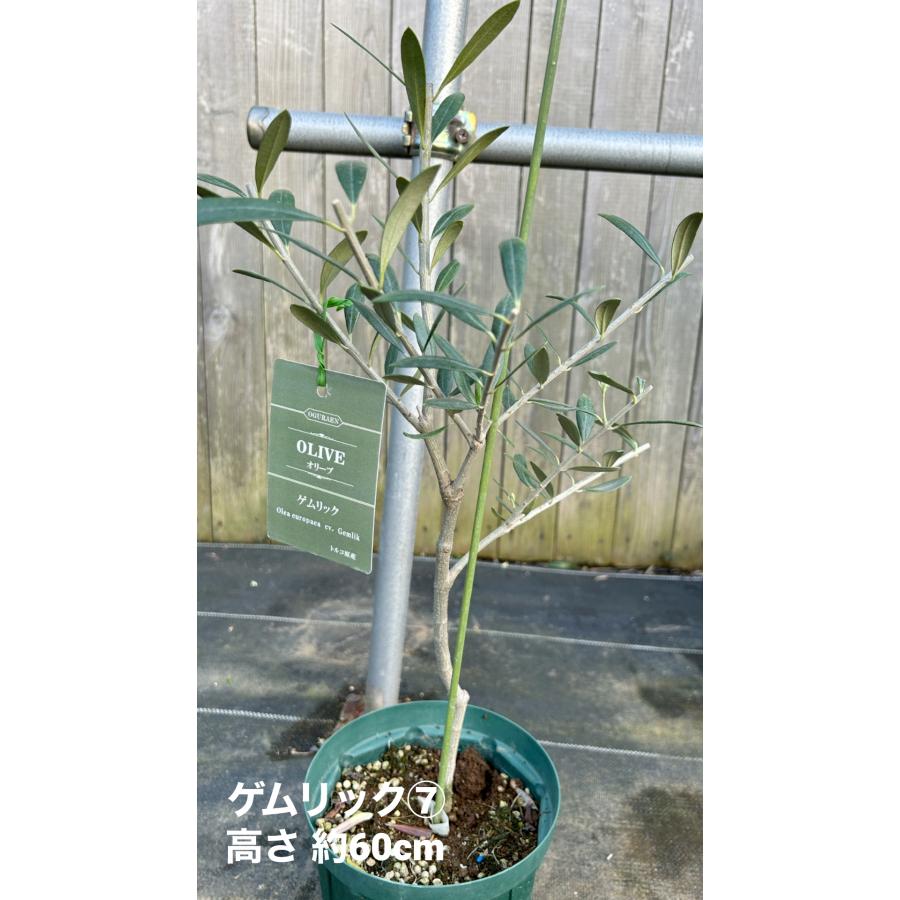 小倉園 オリーブ・ゲムリック 6号鉢 オリーブの木 鉢植え 庭木 小倉園 オリーブ・ゲムリック 6号鉢 オリーブの木 鉢植え 庭木