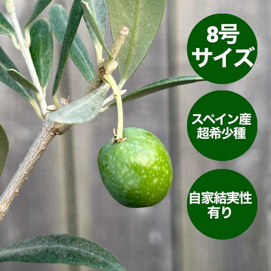 小倉園 オリーブ・オヒブランカ(鑑定済本物) 8号鉢 オリーブの木
