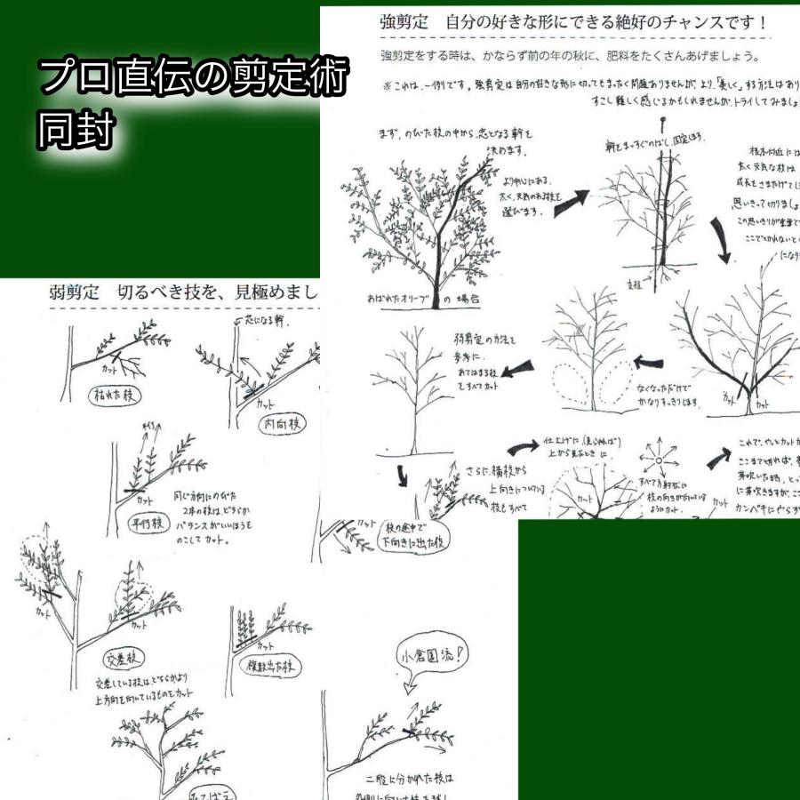 小倉園 オリーブ・オヒブランカ(鑑定済本物) 8号鉢 オリーブの木