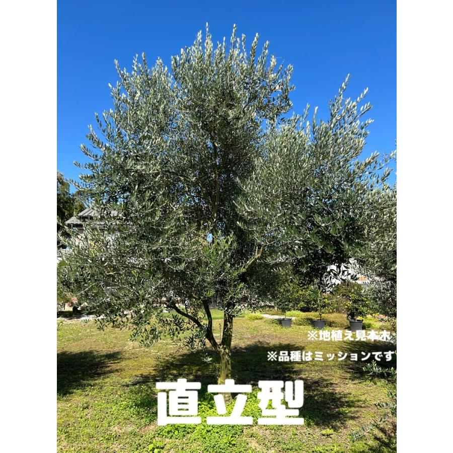 ラスト一本！　オヒブランカ（本物）4号苗　鑑定された品種　オリーブの木 b6d72e925bfc83656b960188d9d58d