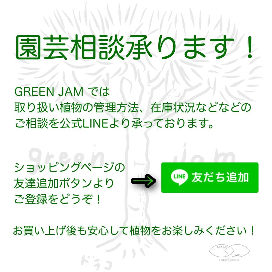 希少　カラマタ　4号　自根苗 小倉園 オリーブ・ジャンボカラマタ 10号鉢 オリーブの木 鉢植え 庭木