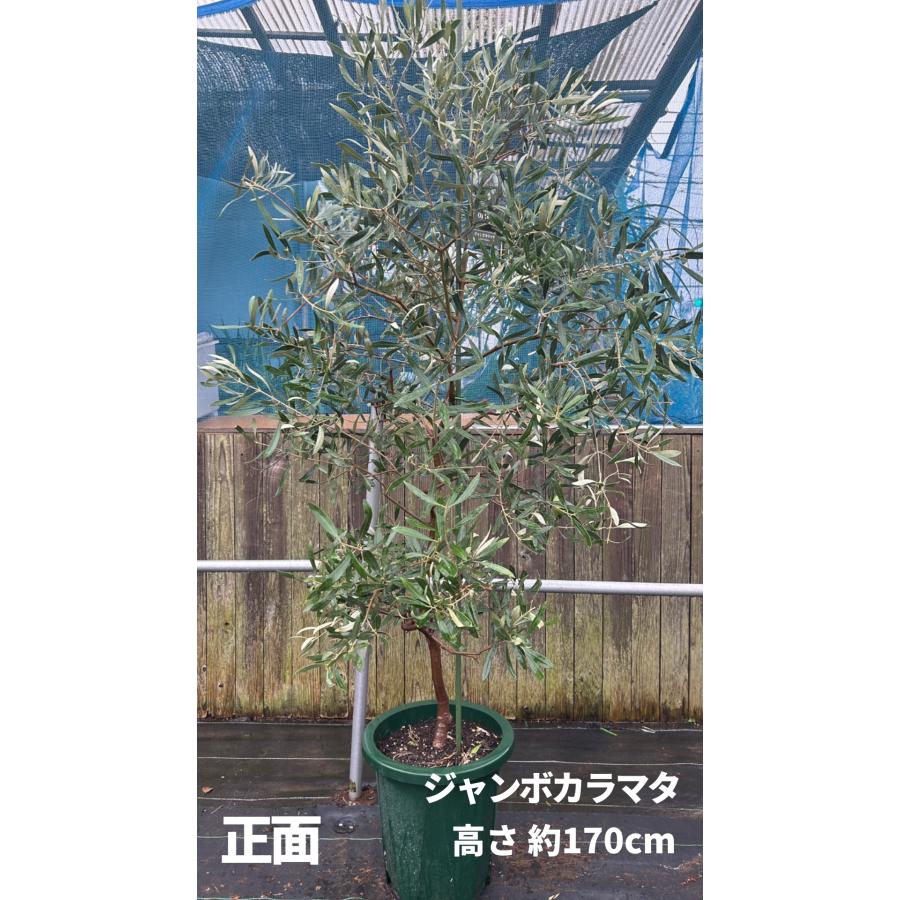 小倉園 オリーブ・ジャンボカラマタ 10号鉢 オリーブの木 鉢植え 庭木