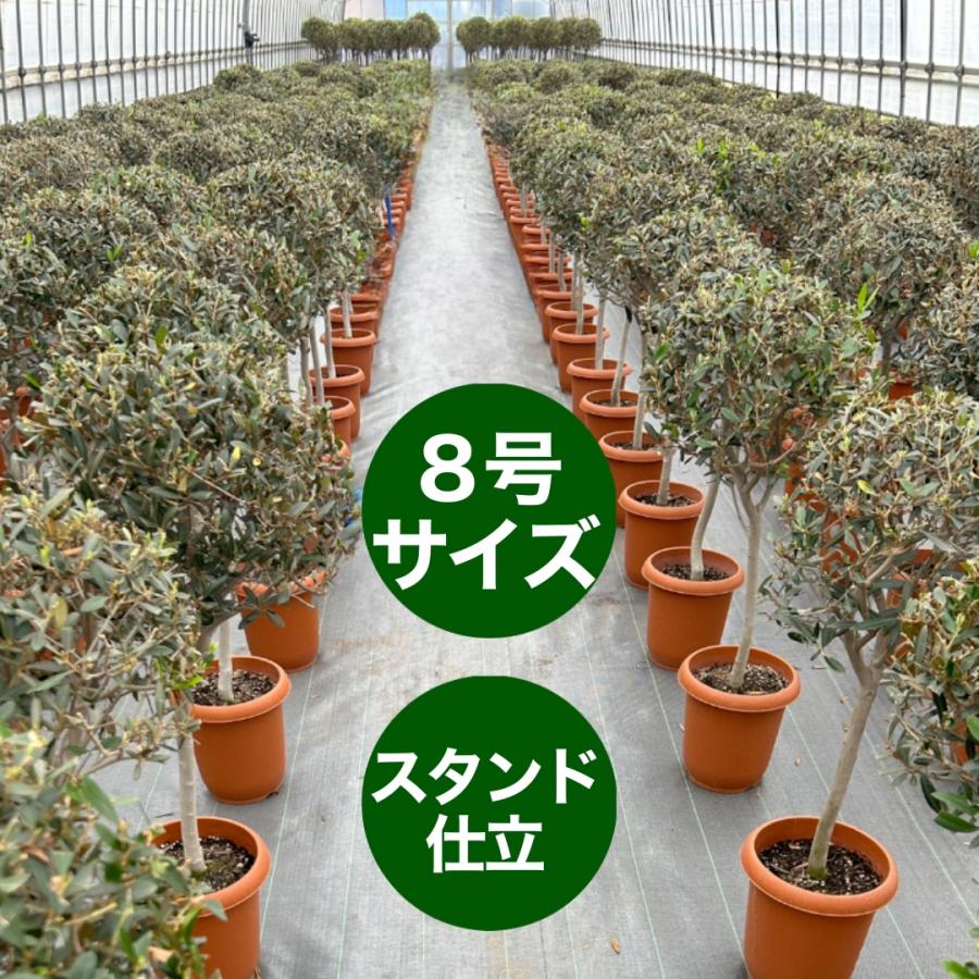 小倉園 オリーブ・織姫 ST仕立 8号鉢 オリーブの木 鉢植え 庭木 小倉園 オリーブ・織姫 ST仕立 8号鉢 オリーブの木 鉢植え 庭木