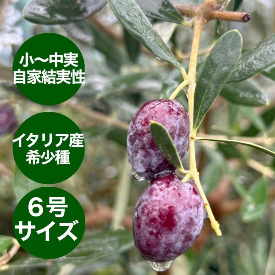 小倉園 オリーブ・グリニャン 6号鉢 オリーブの木 鉢植え 庭木 小倉園 オリーブ・グリニャン 6号鉢 オリーブの木 鉢植え 庭木