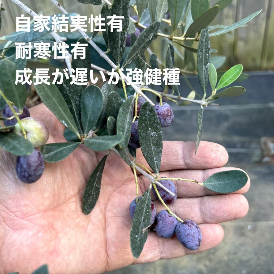 小倉園 オリーブ・グリニャン 6号鉢 オリーブの木 鉢植え 庭木 小倉園 オリーブ・グリニャン 6号鉢 オリーブの木 鉢植え 庭木