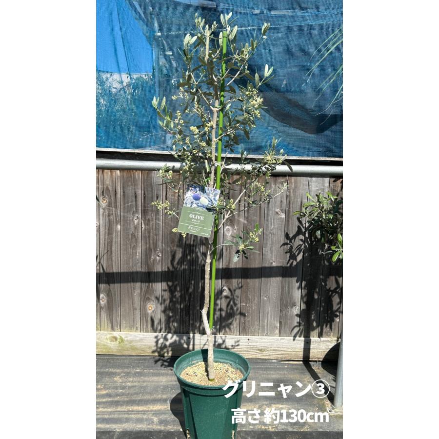 小倉園 オリーブ・グリニャン 8号鉢 オリーブの木 鉢植え 庭木 超希少 