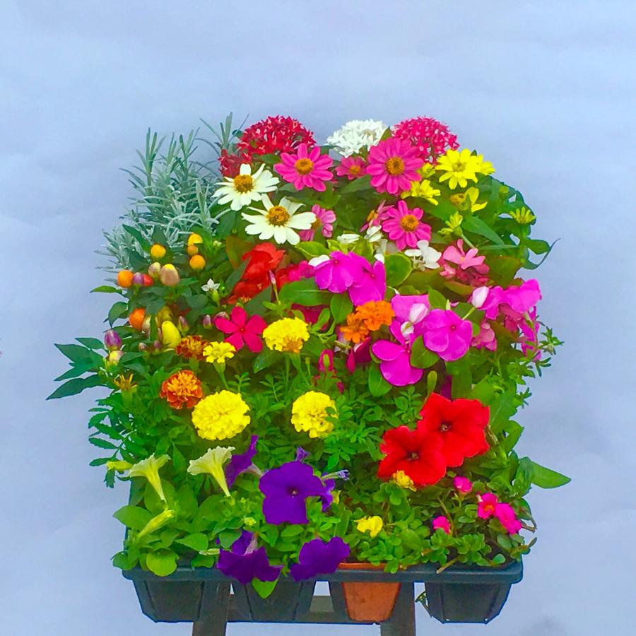 花苗 おまかせ セット 6種類以上 24入り : 花と緑のグリーンライフ.com
