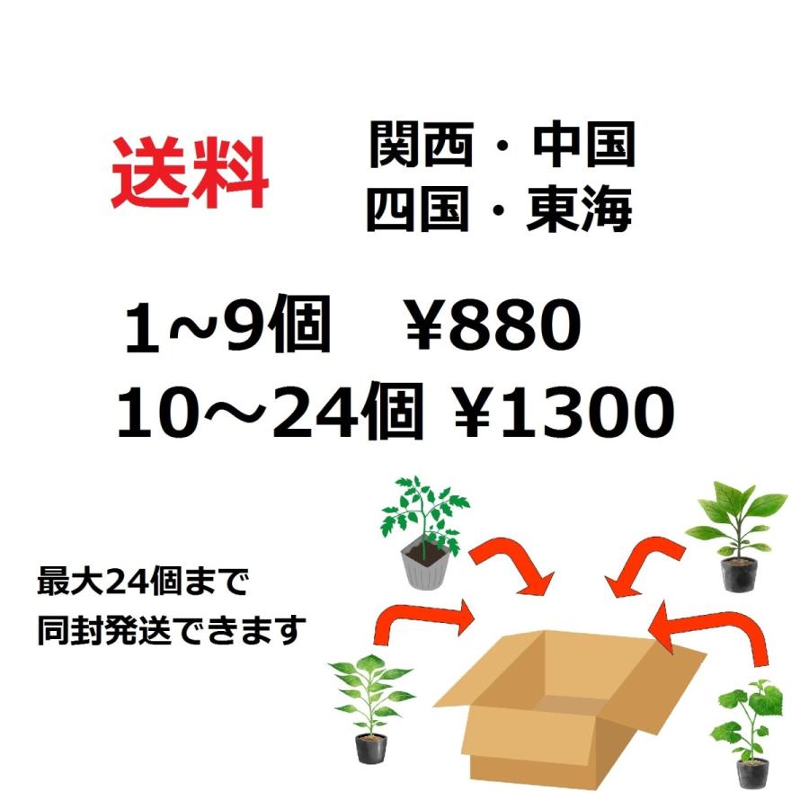 トマト 小玉 イエローミミ 9ｃｍポット 実生苗 :iero-mimi2:花と緑のグリーンライフ.com - 通販 - Yahoo!ショッピング