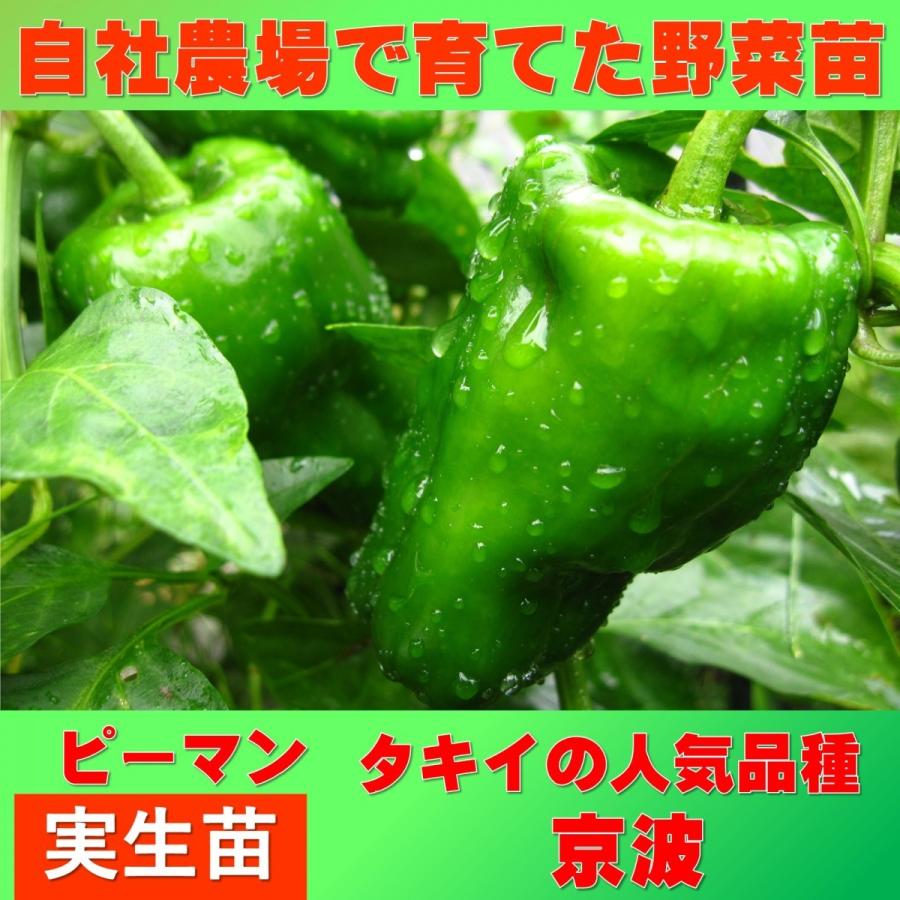 ピーマン 京波 9ｃｍポット 実生苗 Kyounami 花と緑のグリーンライフ Com 通販 Yahoo ショッピング