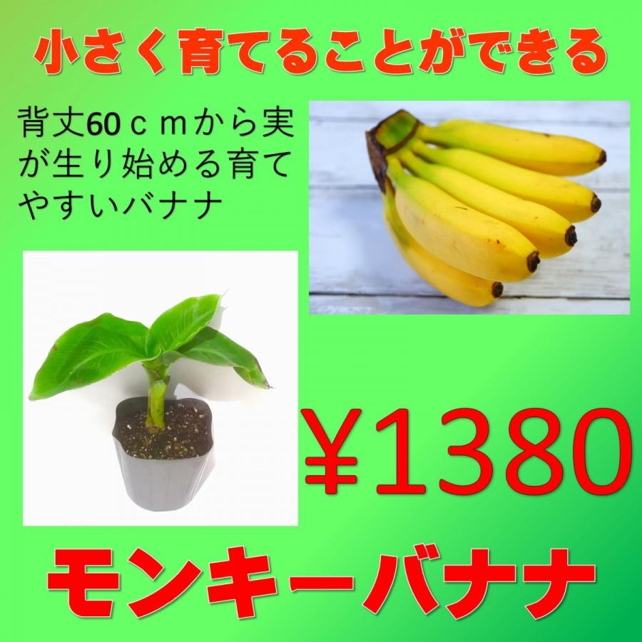 果樹苗 トロピカルフルーツ ドワーフモンキーバナナ 1株 :monkibanana:花と緑のグリーンライフ.com - 通販 -  Yahoo!ショッピング