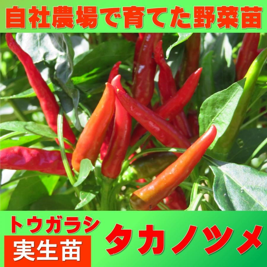 トウガラシ 鷹の爪とうがらし 9ｃｍポット 実生苗 Takanotume2 花と緑のグリーンライフ Com 通販 Yahoo ショッピング